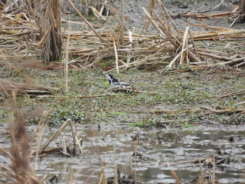 White Wagtail