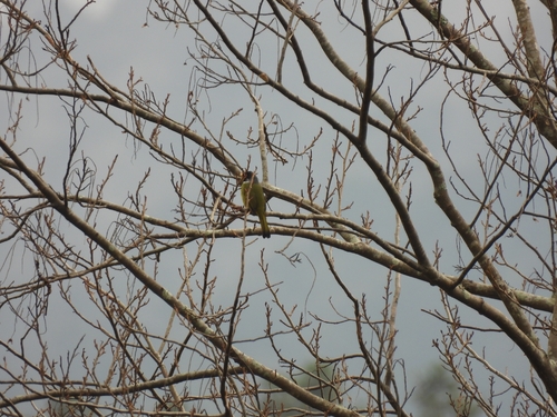 Collared Finchbill