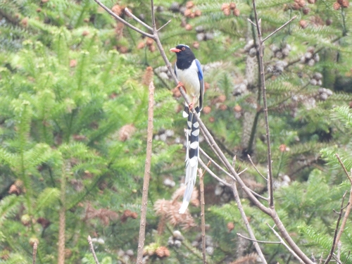 Red-billed Blue-Magpie