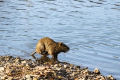 Myocastor coypus