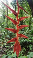 Heliconia vellerigera