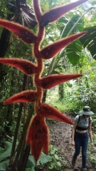 Heliconia vellerigera