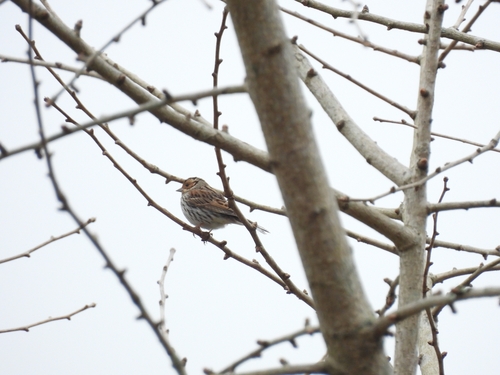 Little Bunting