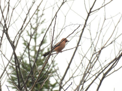 Eurasian Jay
