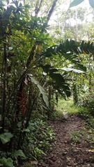 Heliconia vellerigera