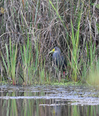 Pardirallus nigricans