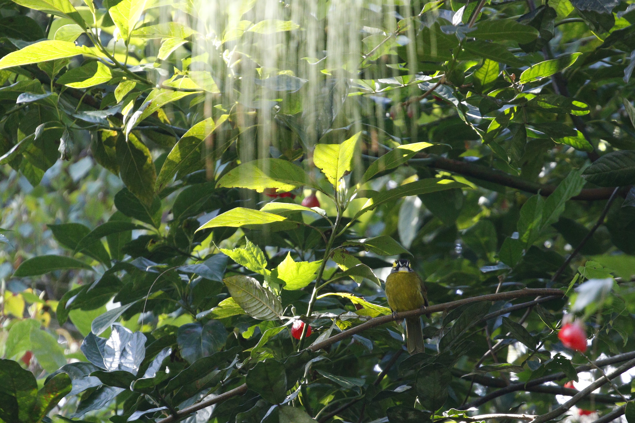 Yellow-eared Bulbul (Pycnonotus penicillatus), photo 2