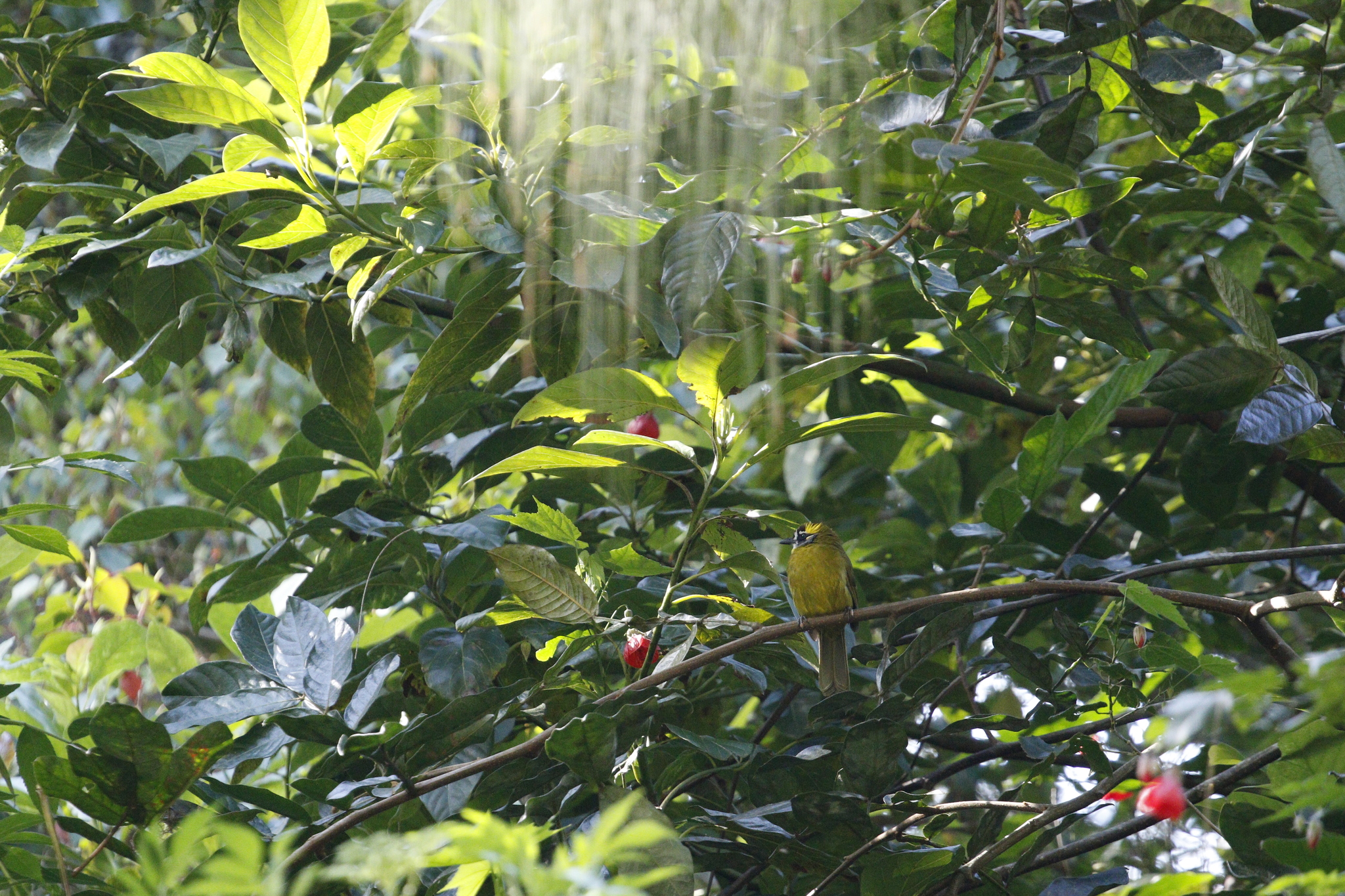 Yellow-eared Bulbul (Pycnonotus penicillatus), photo 3