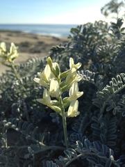 Astragalus nevinii