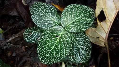 Image of Fittonia albivenis by (c) Alan Rockefeller, some rights reserved (CC BY)