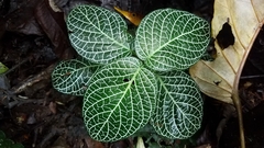 Fittonia albivenis