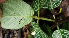 Fittonia albivenis