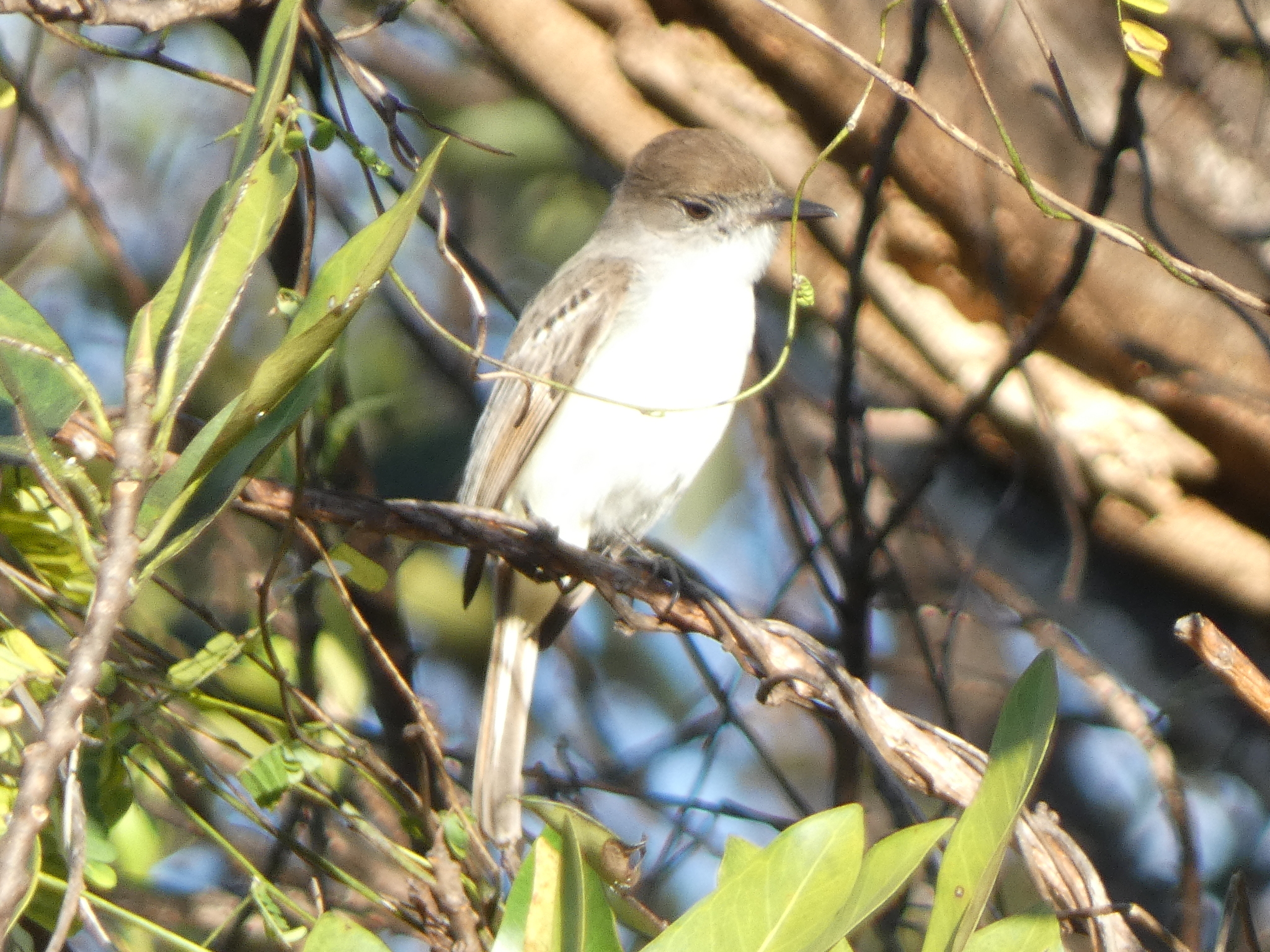 La Sagra's Flycatcher (Myiarchus sagrae), photo 8