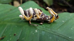 Beauveria locustiphila