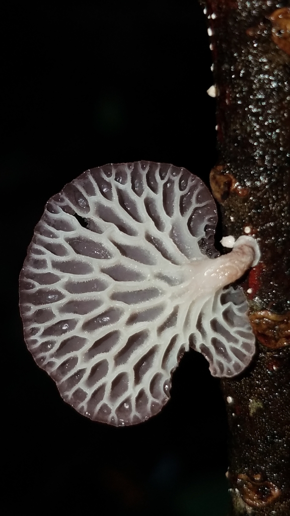 Neofavolus subpurpurascens · February 2020 · photo: © alan_rockefeller (iNaturalist, cc-by-sa)