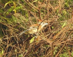 Sakesphorus canadensis