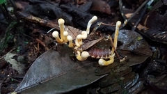 Beauveria locustiphila