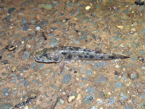 Tank goby (Glossogobius giuris) — Gobiidae — 5