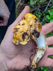 Cantharellus californicus