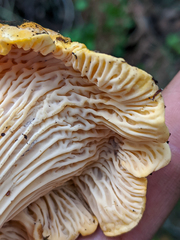 Cantharellus californicus