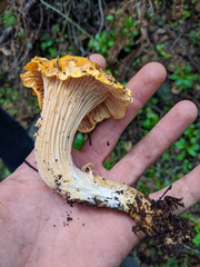 Cantharellus californicus