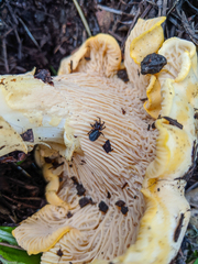 Cantharellus californicus