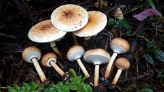 Echinoderma hemisclerum