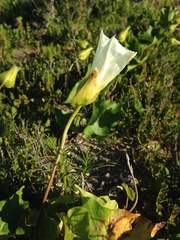 Calystegia macrostegia macrostegia