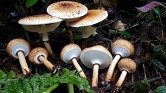 Echinoderma hemisclerum