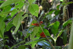 Glossoloma medusaeum