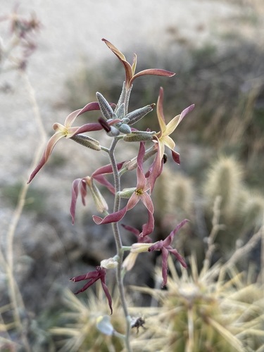 Lyrocarpa