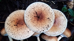 Echinoderma hemisclerum