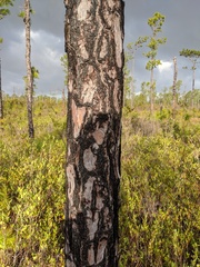 Pinus serotina