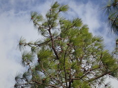 Pinus serotina