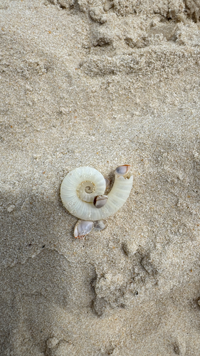 Spirula spirula
