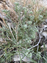 Cryptantha maritima maritima