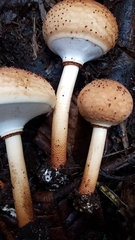 Echinoderma hemisclerum