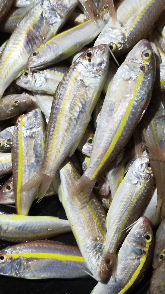 Goatfish (Upeneus moluccensis) — Mullidae