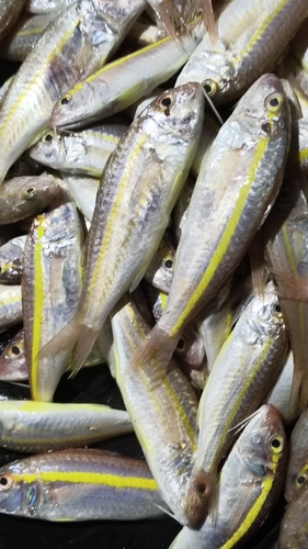 Goatfish (Upeneus moluccensis) — Mullidae