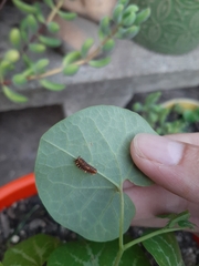 Battus polydamas