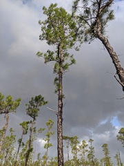 Pinus serotina