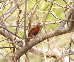 Picumnus cinnamomeus