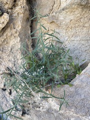 Johnstonella racemosa