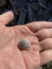 Sonorelix borregoensis