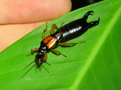 Carcinophora americana