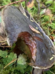 Xerocomellus zelleri