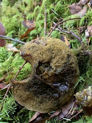 Xerocomellus zelleri