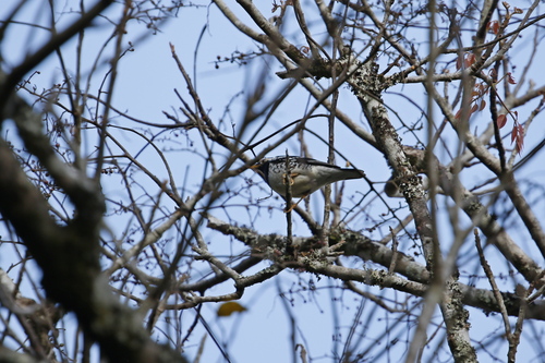 Pied Thrush (Geokichla wardii)