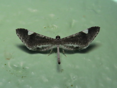 Image of Macrosoma heliconiaria