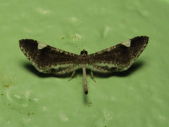 Macrosoma heliconiaria